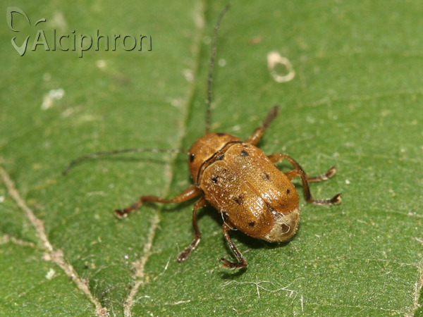 Cryptocephalus octomaculatus