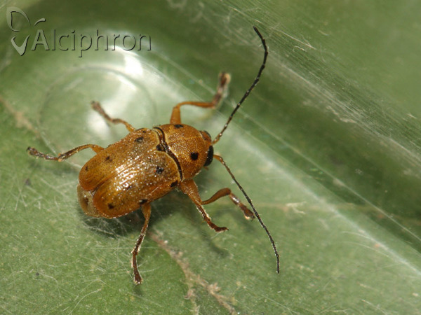 Cryptocephalus octomaculatus