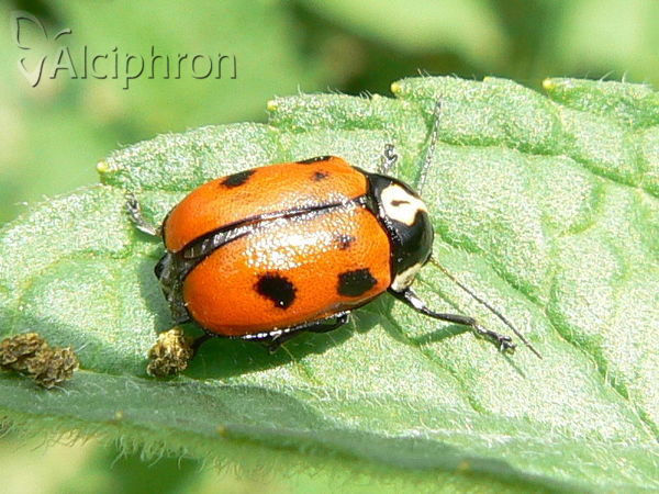 Cryptocephalus octopunctatus