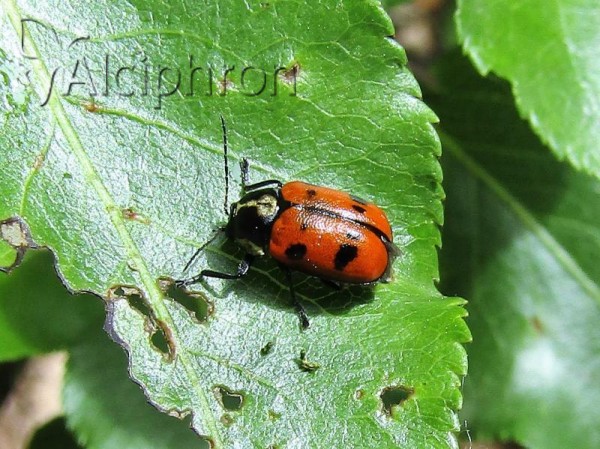 Cryptocephalus octopunctatus