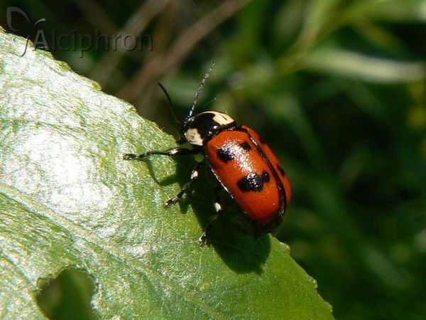 Cryptocephalus octopunctatus