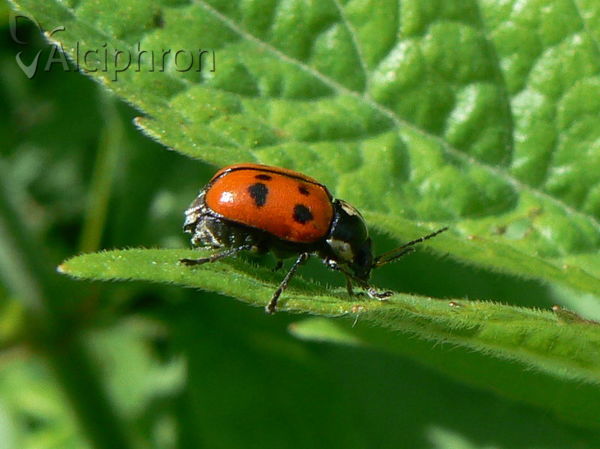 Cryptocephalus octopunctatus