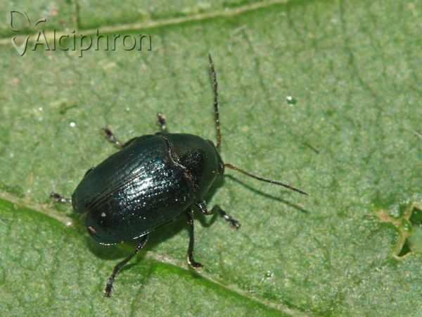 Cryptocephalus parvulus