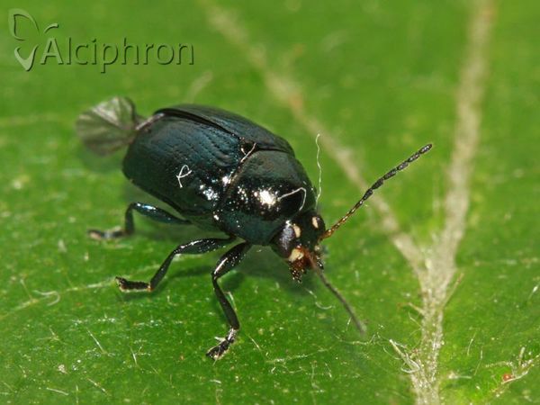 Cryptocephalus parvulus