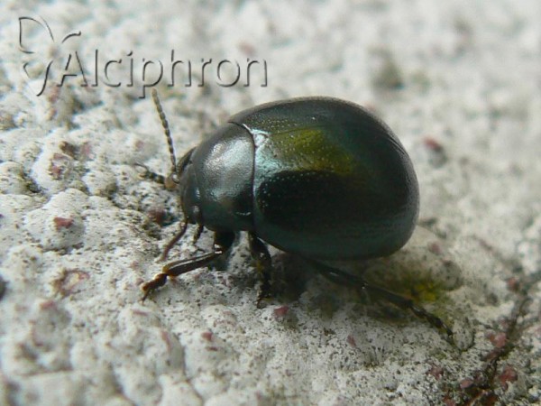 Cryptocephalus parvulus