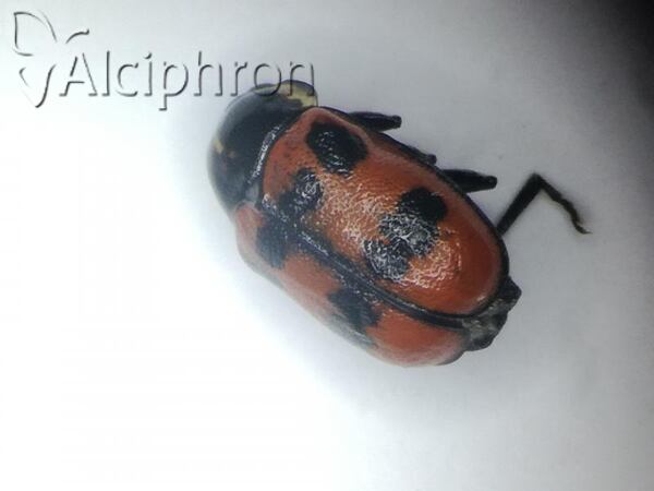 Cryptocephalus quinquepunctatus