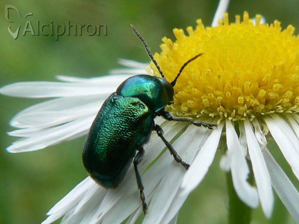 Cryptocephalus sericeus