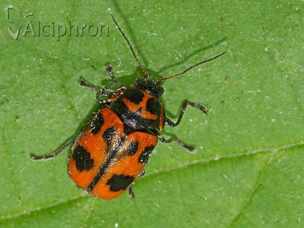 Cryptocephalus sexpunctatus
