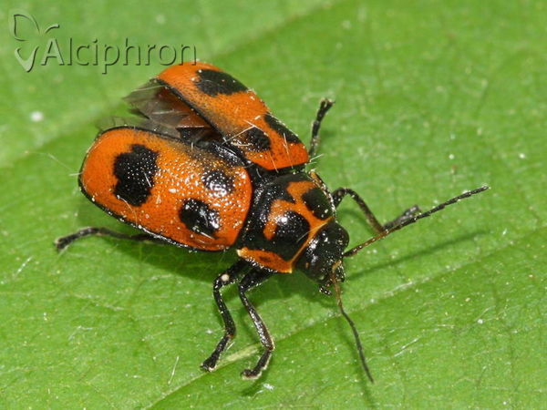 Cryptocephalus sexpunctatus