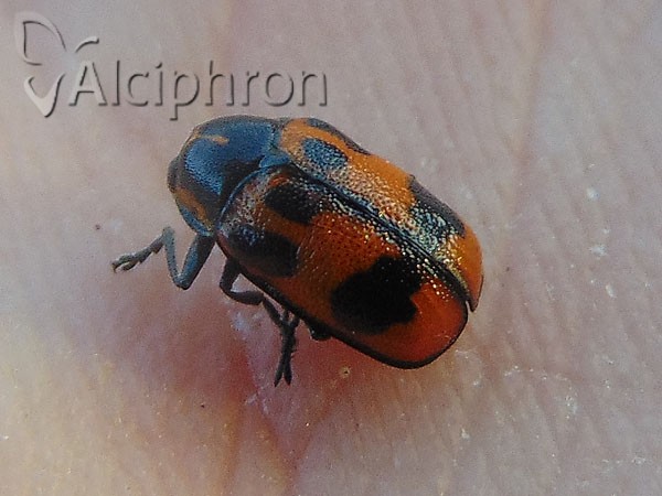 Cryptocephalus sexpunctatus