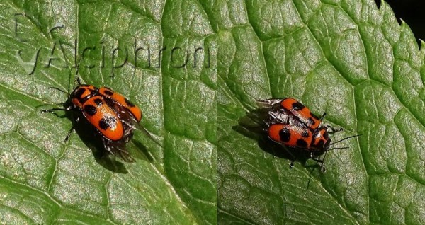 Cryptocephalus sexpunctatus