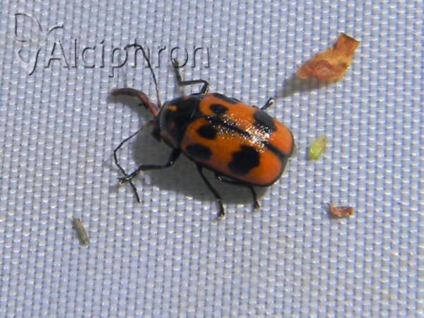Cryptocephalus sexpunctatus