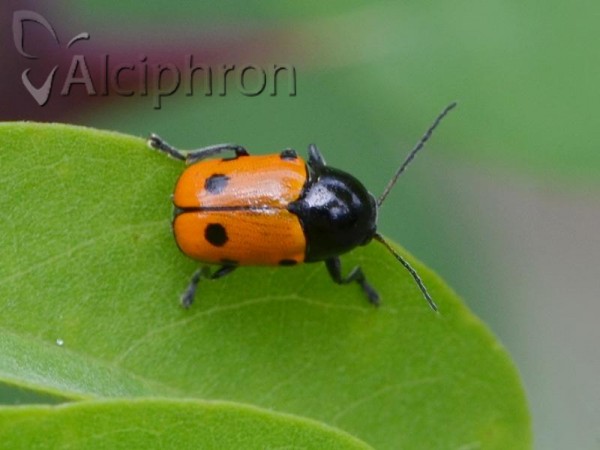 Cryptocephalus trimaculatus