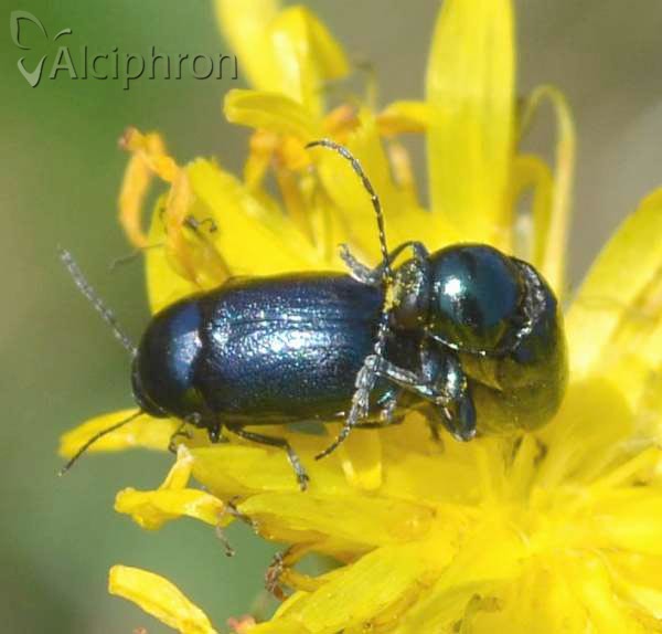 Cryptocephalus violaceus