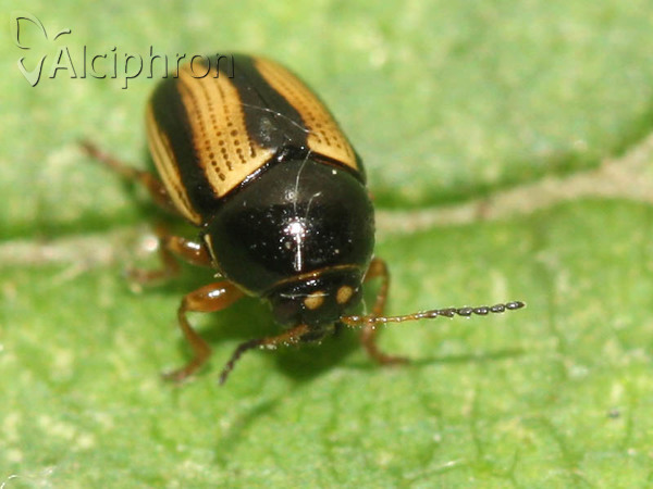 Cryptocephalus vittatus