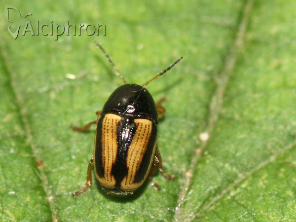 Cryptocephalus vittatus
