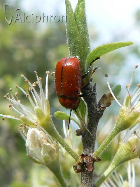Cryptocephalus coryli