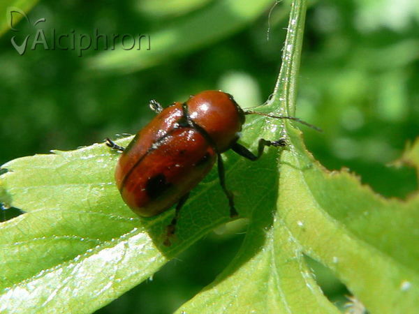 Cryptocephalus coryli