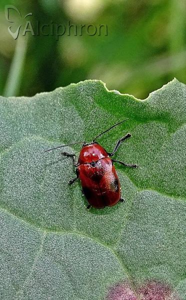 Cryptocephalus coryli