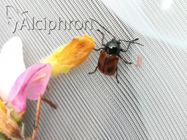 Cryptocephalus coryli