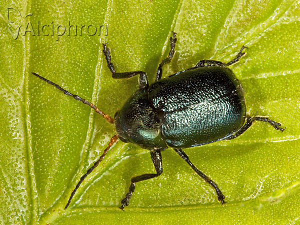 Cryptocephalus schaefferi