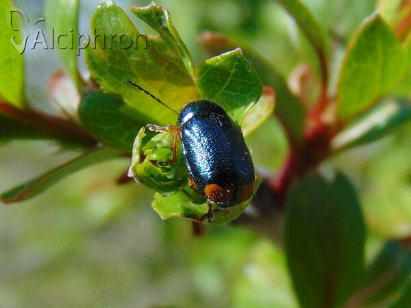 Cryptocephalus schaefferi
