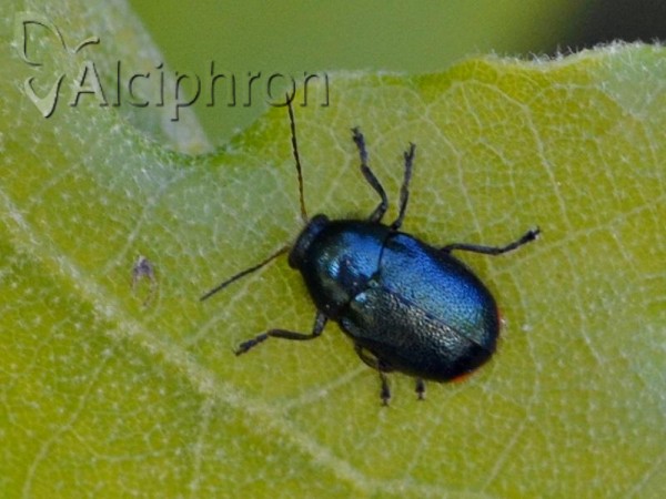 Cryptocephalus schaefferi