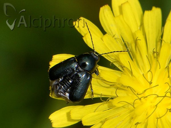 Cryptocephalus schaefferi
