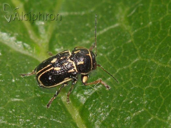 Pachybrachis fimbriolatus
