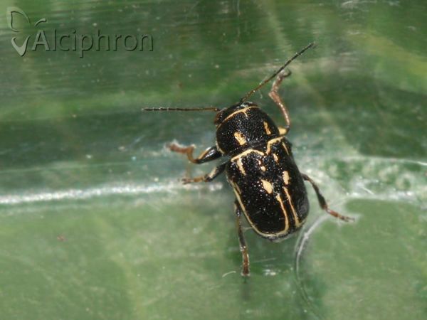 Pachybrachis fimbriolatus