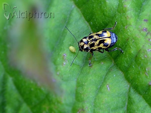 Pachybrachis hieroglyphicus