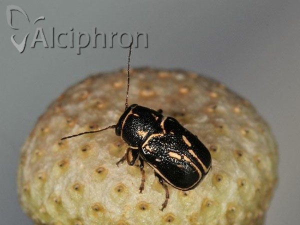 Pachybrachis limbatus