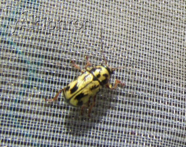 Pachybrachis sinuatus