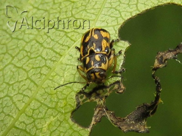 Pachybrachis sinuatus