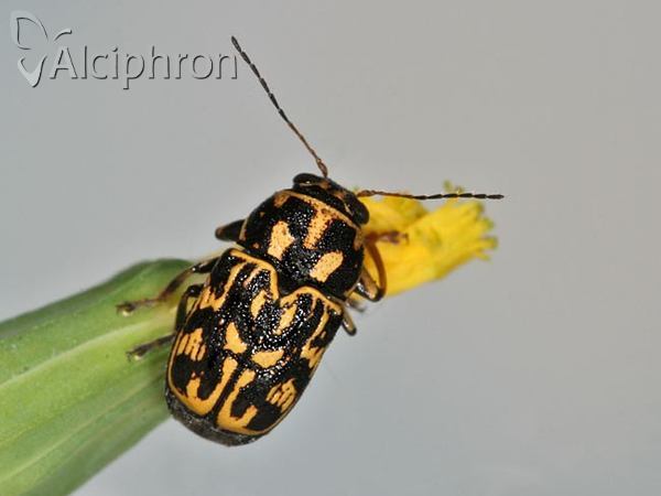 Pachybrachis tesselatus
