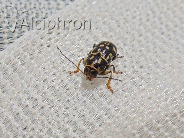 Pachybrachis tesselatus