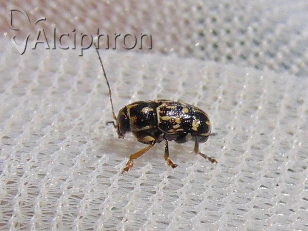 Pachybrachis tesselatus