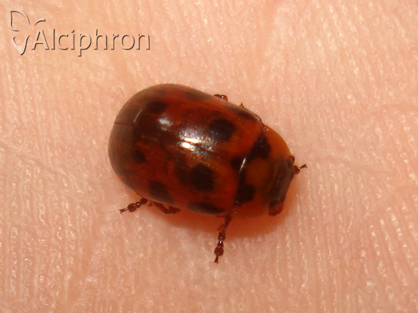 Gonioctena decemnotata