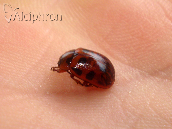 Gonioctena decemnotata