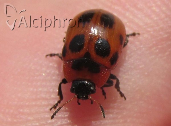 Gonioctena decemnotata