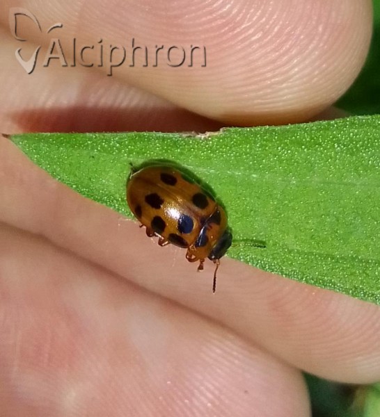 Gonioctena decemnotata