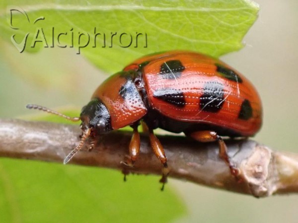 Gonioctena decemnotata