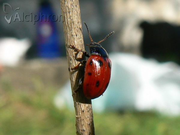 Gonioctena linnaeana