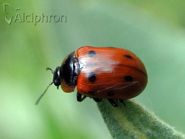 Gonioctena linnaeana
