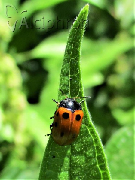 Gonioctena linnaeana