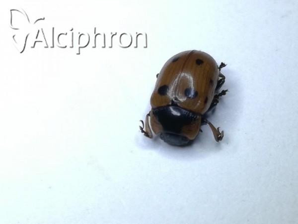 Gonioctena linnaeana