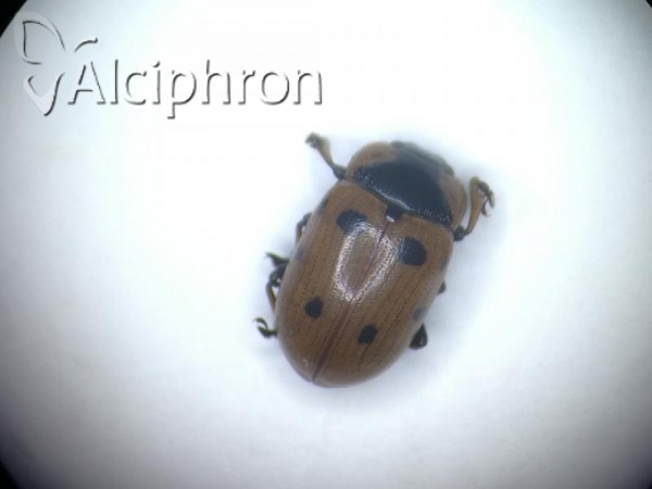 Gonioctena linnaeana