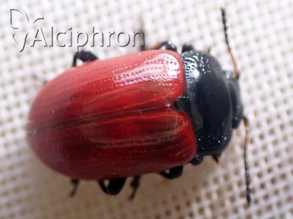 Gonioctena linnaeana
