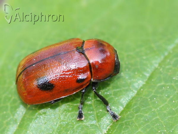Gonioctena viminalis