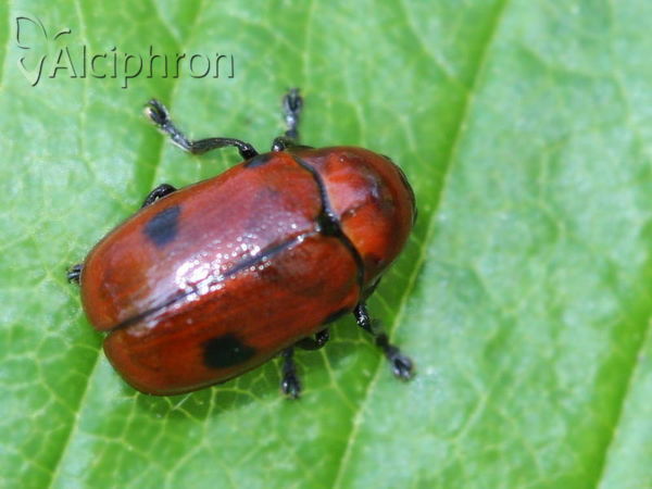 Gonioctena viminalis